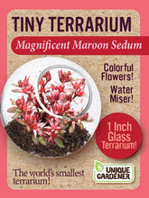Load image into Gallery viewer, Tiny Terrarium Sedum Glass Terrarium Counter Display