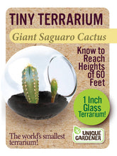 Load image into Gallery viewer, Tiny Terrarium Cactus Counter Display with 6 Varieties