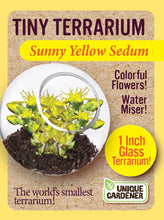 Load image into Gallery viewer, Tiny Terrarium Sedum Glass Terrarium Counter Display