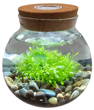 Load image into Gallery viewer, WaterPlants