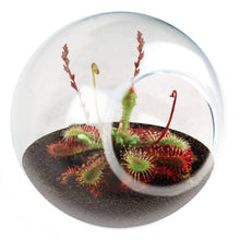 Load image into Gallery viewer, Tiny Terrarium Carnivorous Glass Terrarium Counter Display
