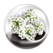 Load image into Gallery viewer, Tiny Terrariums Flowering Counter Display with 6 Varieties