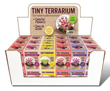 Load image into Gallery viewer, Tiny Terrarium Sedum Glass Terrarium Counter Display
