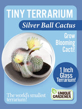 Load image into Gallery viewer, Tiny Terrarium Cactus Counter Display with 3 Varieties