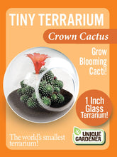 Load image into Gallery viewer, Tiny Terrarium Cactus Counter Display with 3 Varieties