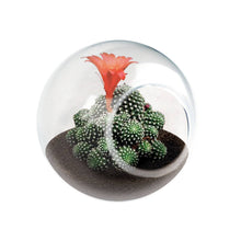 Load image into Gallery viewer, Tiny Terrarium Cactus Counter Display with 3 Varieties