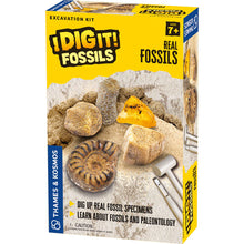 Load image into Gallery viewer, I Dig It! Fossils - Real Fossils Excavation Kit