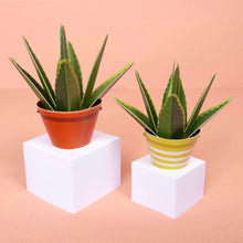 Load image into Gallery viewer, Make Your Own Mini Paper Aloe Vera Plant: Unit