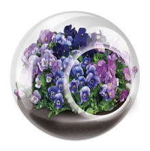 Load image into Gallery viewer, Tiny Terrariums Flowering Counter Display with 6 Varieties