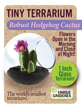 Load image into Gallery viewer, Tiny Terrarium Cactus Counter Display with 6 Varieties