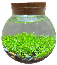 Load image into Gallery viewer, WaterPlants