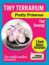 Load image into Gallery viewer, Tiny Terrariums Flowering Counter Display with 6 Varieties