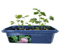 Load image into Gallery viewer, Astounding Moving Plant Terrarium