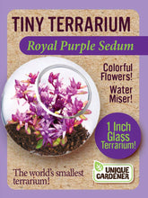 Load image into Gallery viewer, Tiny Terrarium Sedum Glass Terrarium Counter Display