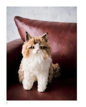Load image into Gallery viewer, Crochet Your Own Cat