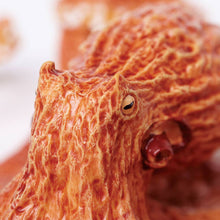 Load image into Gallery viewer, Octopus - 267229