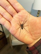 Load image into Gallery viewer, PRANK CLEAR STICKER: Spider (April Fools Practical Joke)