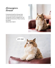 Load image into Gallery viewer, Crochet Your Own Cat