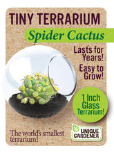 Load image into Gallery viewer, Tiny Terrarium Cactus Counter Display with 6 Varieties