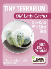 Load image into Gallery viewer, Tiny Terrarium Cactus Counter Display with 3 Varieties
