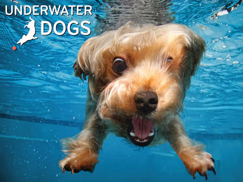 10560 Brady Underwater Dogs 3D 100pc Jigsaw Puzzle