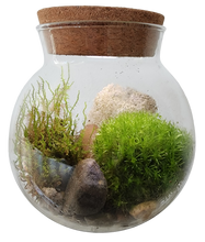 Load image into Gallery viewer, MossBowl Glass Terrarium
