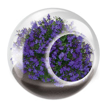 Load image into Gallery viewer, Tiny Terrariums Flowering Counter Display with 6 Varieties
