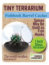 Load image into Gallery viewer, Tiny Terrarium Cactus Counter Display with 6 Varieties
