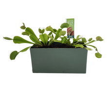 Load image into Gallery viewer, Fascinating Flytraps Seed Square Terrarium
