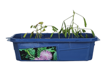 Load image into Gallery viewer, Astounding Moving Plant Terrarium
