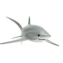 Load image into Gallery viewer, Thresher Shark - 200229
