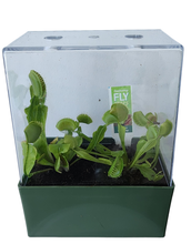 Load image into Gallery viewer, Fascinating Flytraps Seed Square Terrarium
