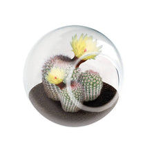 Load image into Gallery viewer, Tiny Terrarium Cactus Counter Display with 3 Varieties

