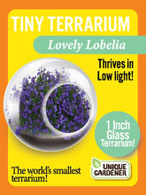 Load image into Gallery viewer, Tiny Terrariums Flowering Counter Display with 6 Varieties
