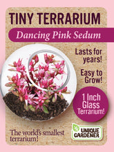 Load image into Gallery viewer, Tiny Terrarium Sedum Glass Terrarium Counter Display
