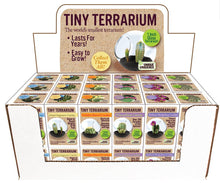 Load image into Gallery viewer, Tiny Terrarium Cactus Counter Display with 6 Varieties
