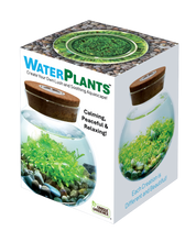 Load image into Gallery viewer, WaterPlants
