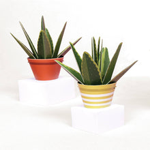 Load image into Gallery viewer, Make Your Own Mini Paper Aloe Vera Plant: Unit
