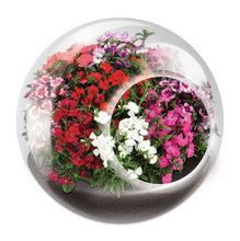 Load image into Gallery viewer, Tiny Terrariums Flowering Counter Display with 6 Varieties
