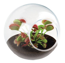 Load image into Gallery viewer, Tiny Terrarium Carnivorous Glass Terrarium Counter Display
