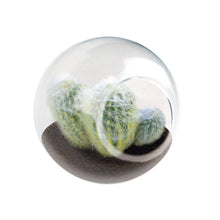 Load image into Gallery viewer, Tiny Terrarium Cactus Counter Display with 3 Varieties
