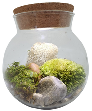 Load image into Gallery viewer, MossBowl Glass Terrarium
