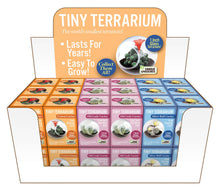 Load image into Gallery viewer, Tiny Terrarium Cactus Counter Display with 3 Varieties
