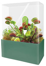 Load image into Gallery viewer, Fascinating Flytraps Seed Square Terrarium
