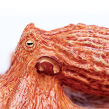 Load image into Gallery viewer, Octopus - 267229
