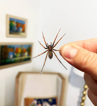 Load image into Gallery viewer, PRANK CLEAR STICKER: Spider (April Fools Practical Joke)
