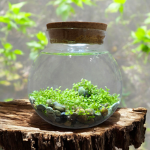 Load image into Gallery viewer, WaterPlants
