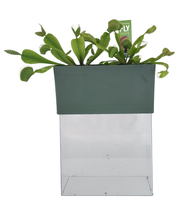 Load image into Gallery viewer, Fascinating Flytraps Seed Square Terrarium
